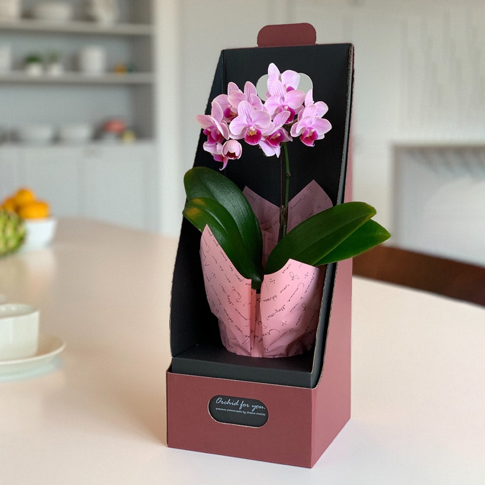 マイクロ胡蝶蘭 2WAYBOX入り(2.5号鉢1本立ち 淡ピンク) – AOYAMA GIFT