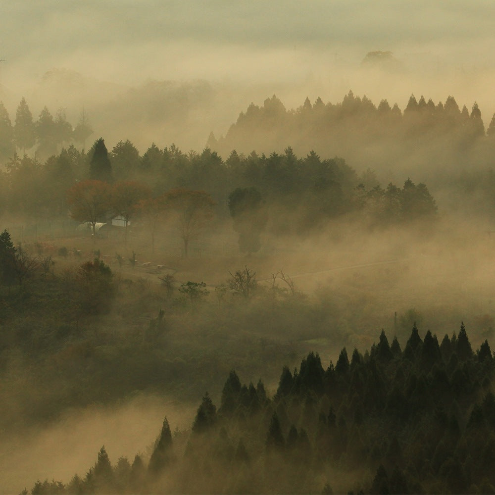 半なま 京蕎麦 味くらべセット (半生蕎麦2種 計6人前)