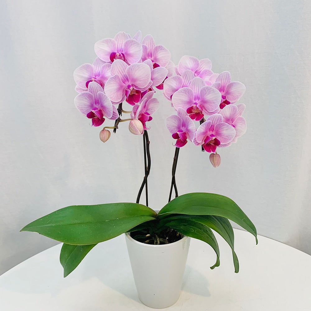 専用 淡いピンクの2本立ち胡蝶蘭 山茶花アレンジ クレイフラワー 花後