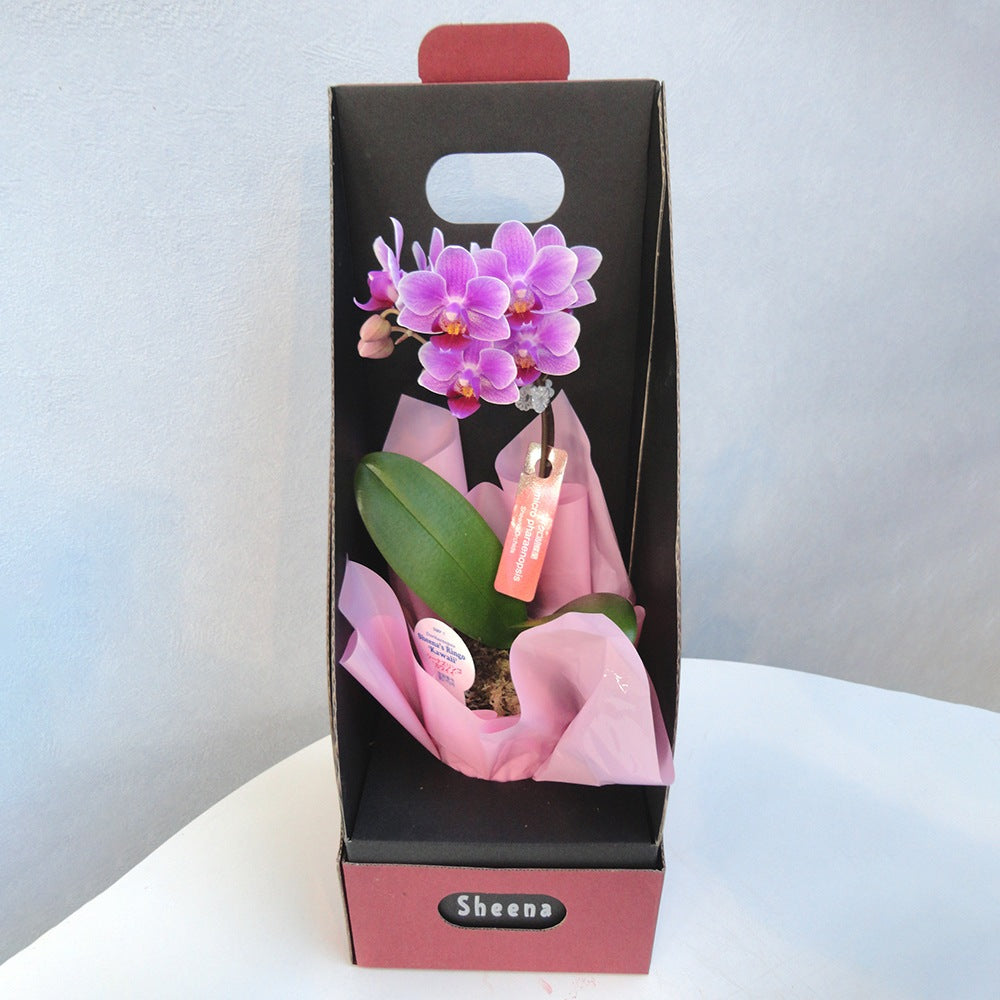 マイクロ胡蝶蘭 2WAYBOX入り(2.5号鉢1本立ち 淡ピンク) – AOYAMA GIFT