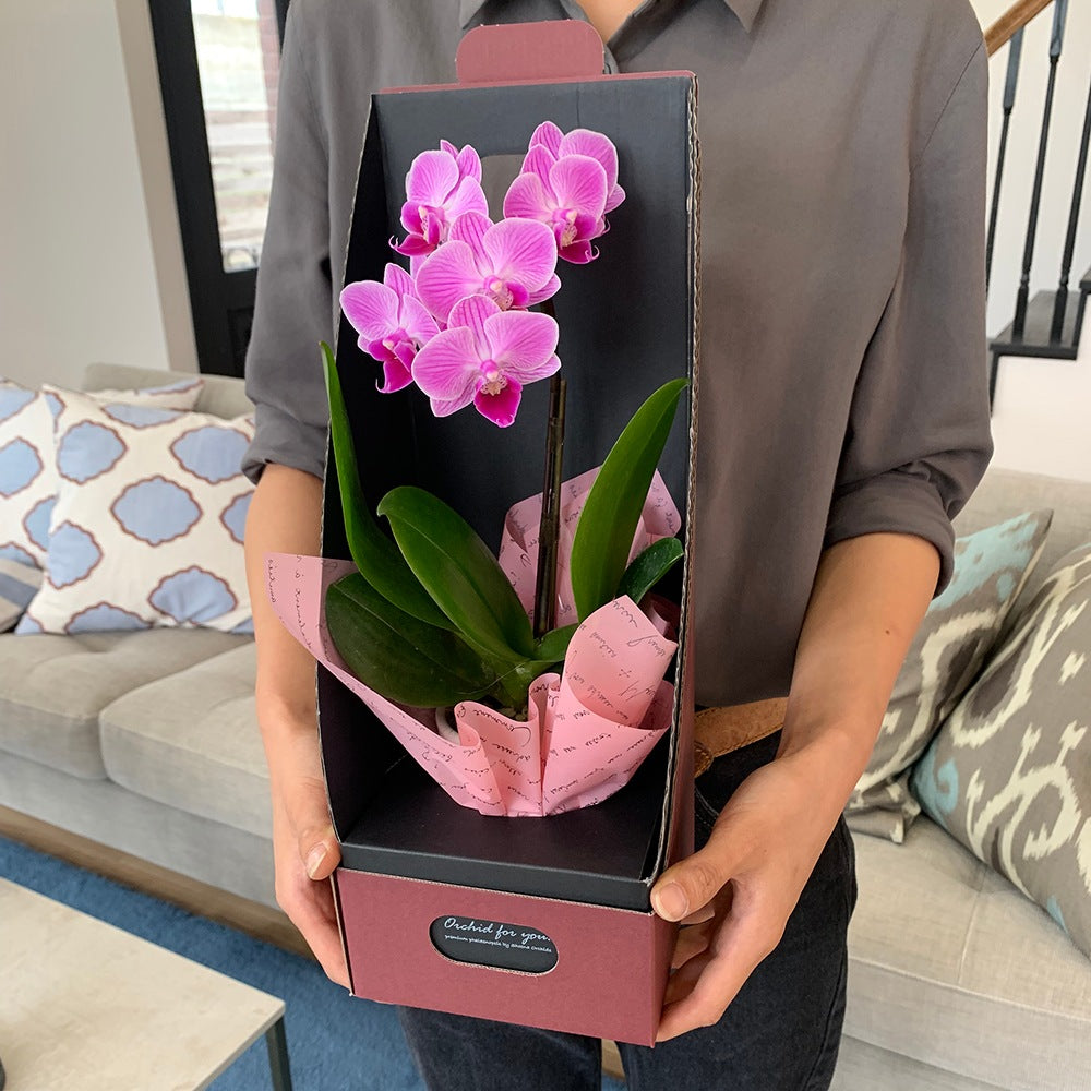 マイクロ胡蝶蘭 2WAYBOX入り(2.5号鉢1本立ち 淡ピンク) – AOYAMA GIFT