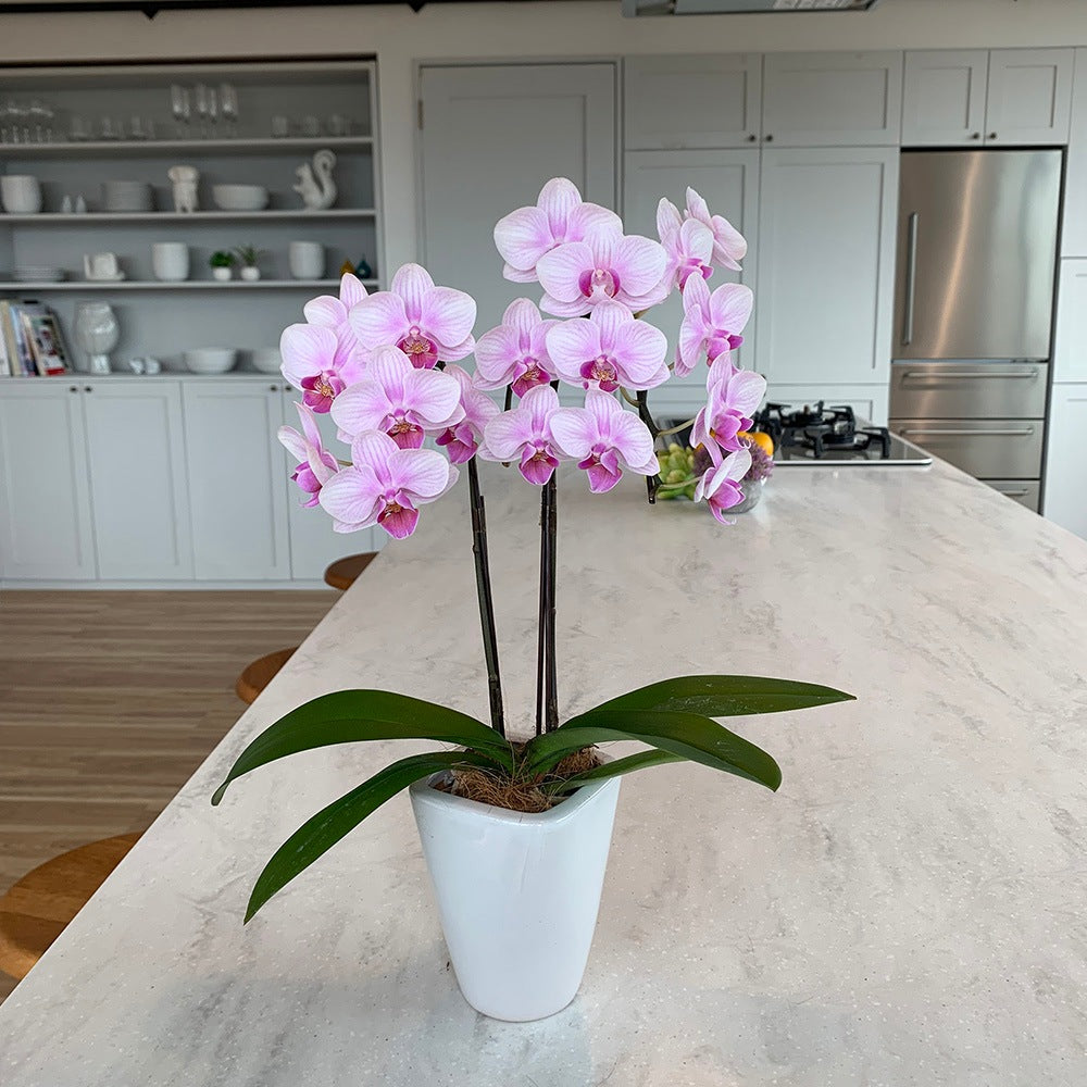 テーブル胡蝶蘭(3号鉢2本立ち 淡ピンク) – AOYAMA GIFT SALON The Premium