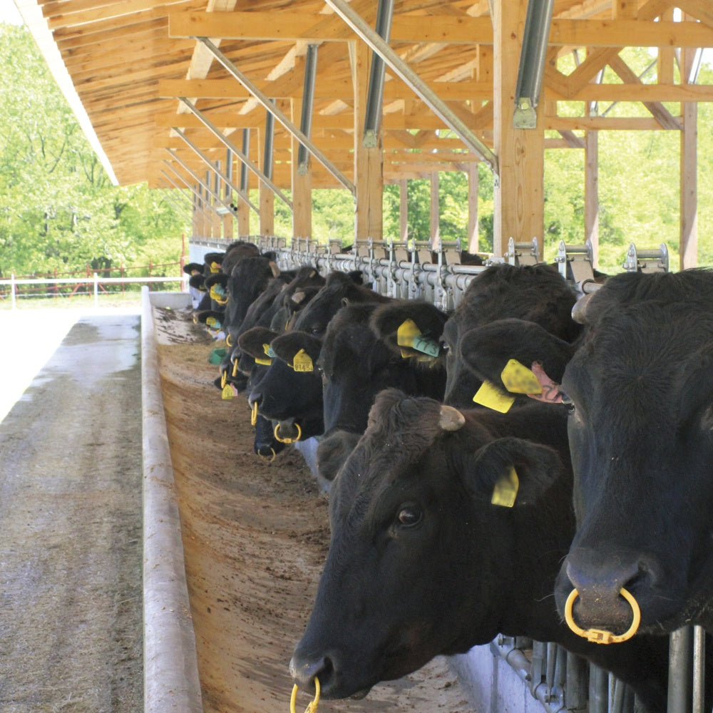 哲多和牛牧場千屋牛 しゃぶしゃぶ用（リブロース900g）