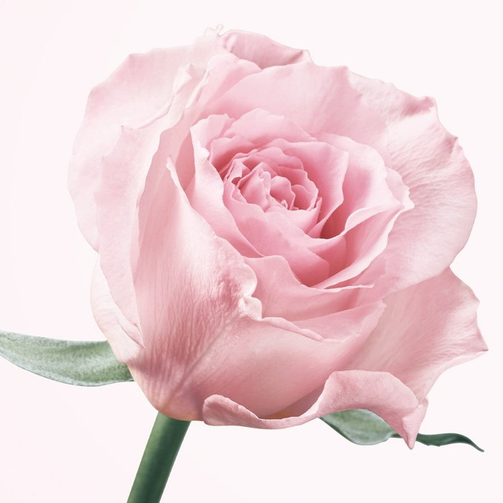 食べられるバラ農園 ROSE LABO 24ROSE ローズヘアオイル