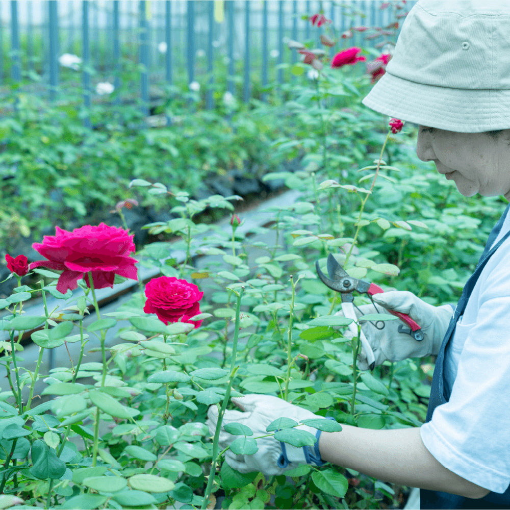 食べられるバラ農園 ROSE LABO 24ROSE ローズヘアオイル