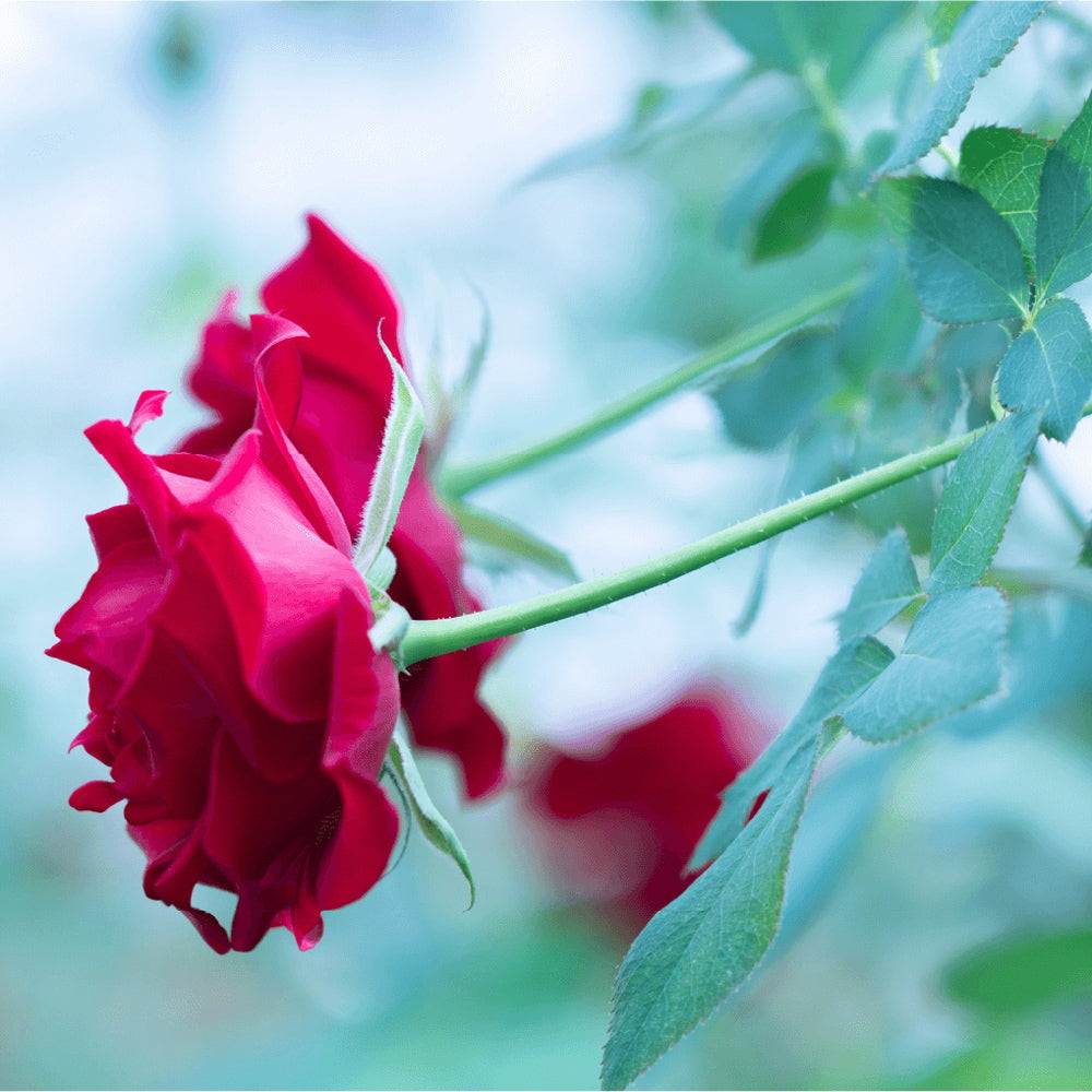 食べられるバラ農園 ROSE LABO 24ROSE ローズシャンプー