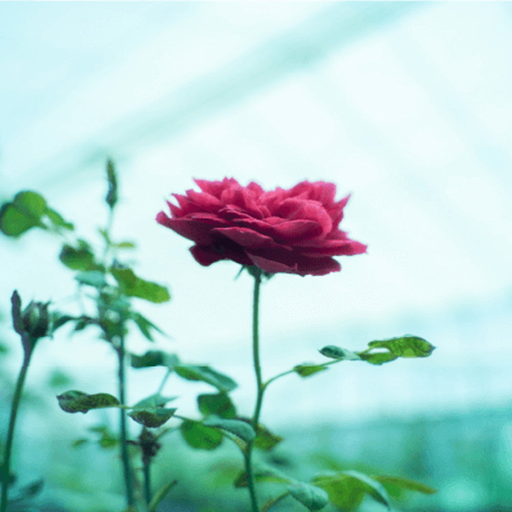 食べられるバラ農園 ROSE LABO 24ROSE ローズトリートメント