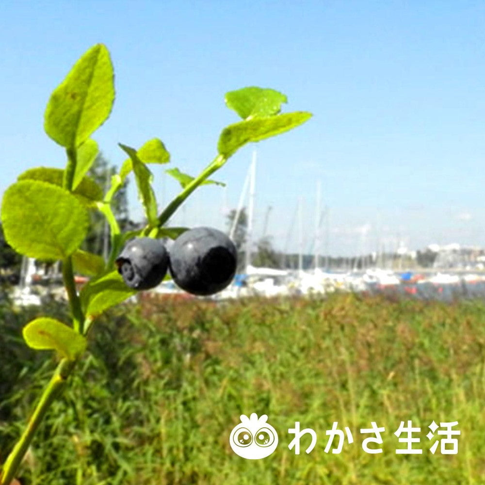 京都チーズケーキ専門店 ソラアオ　京都わかさ生活のブルーベリーチーズケーキ