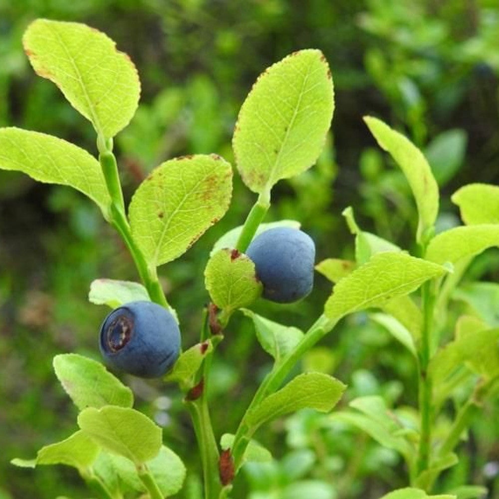京都チーズケーキ専門店 ソラアオ　京都わかさ生活のブルーベリーチーズケーキ