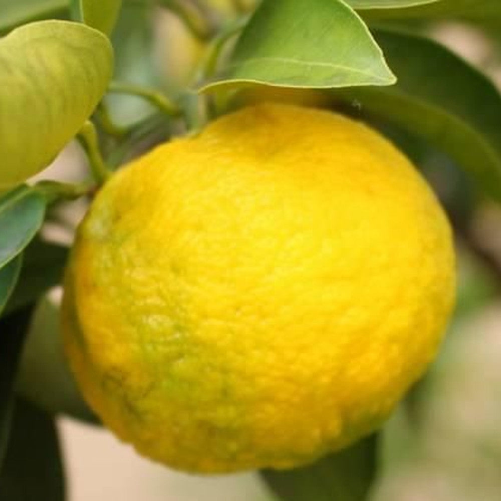 京都チーズケーキ専門店 ソラアオ　京都水尾柚子チーズケーキ