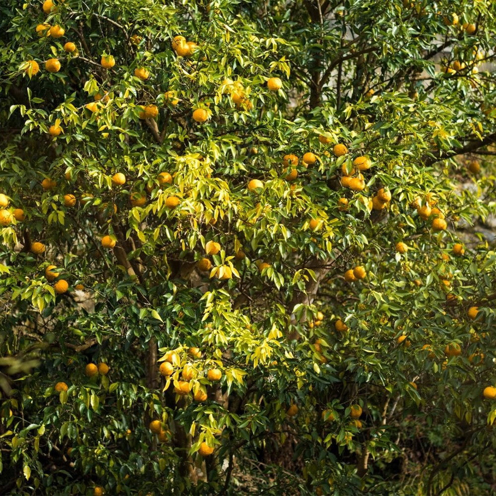 京都チーズケーキ専門店 ソラアオ　京都水尾柚子チーズケーキ