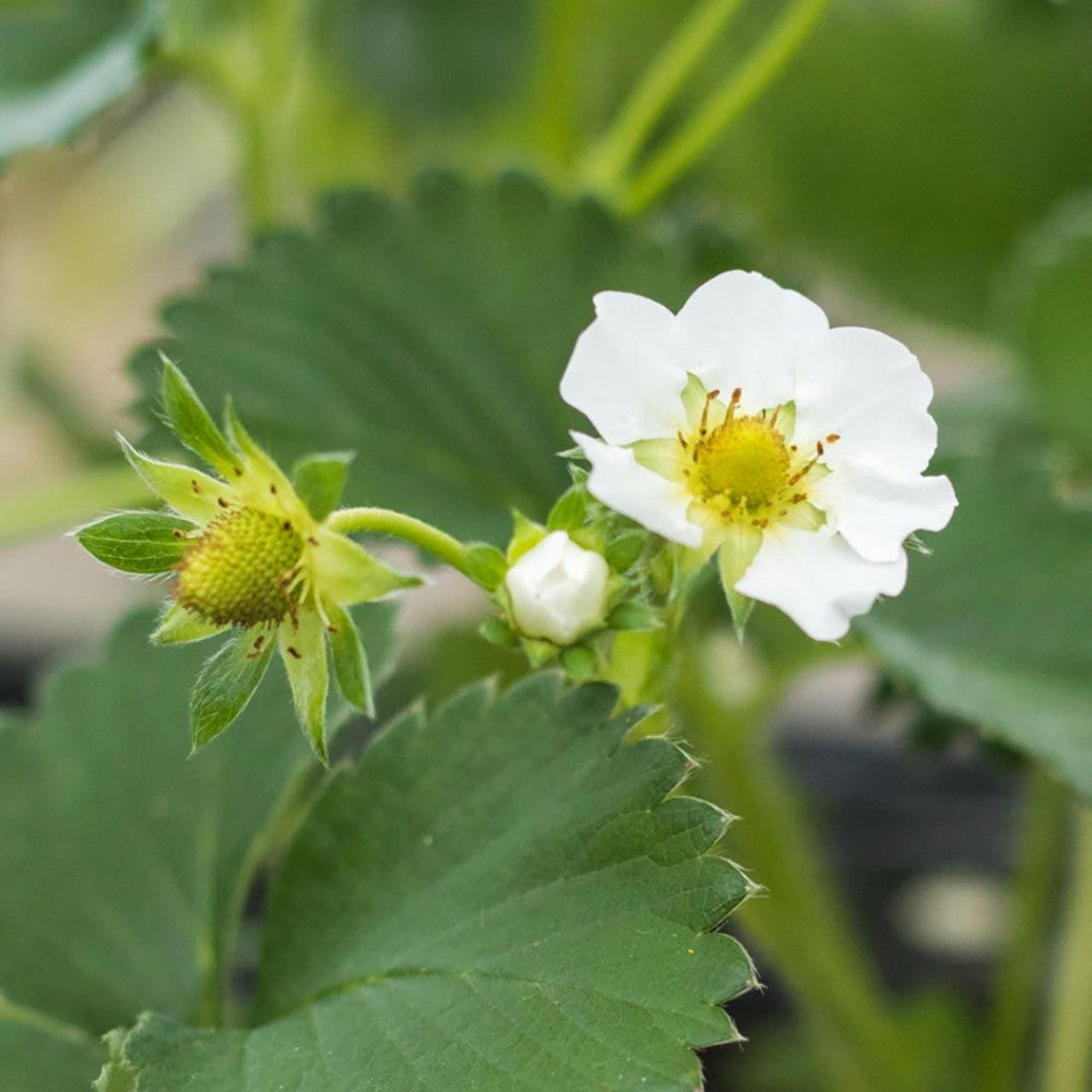 京都チーズケーキ専門店 ソラアオ　京都宇治いちごチーズケーキ