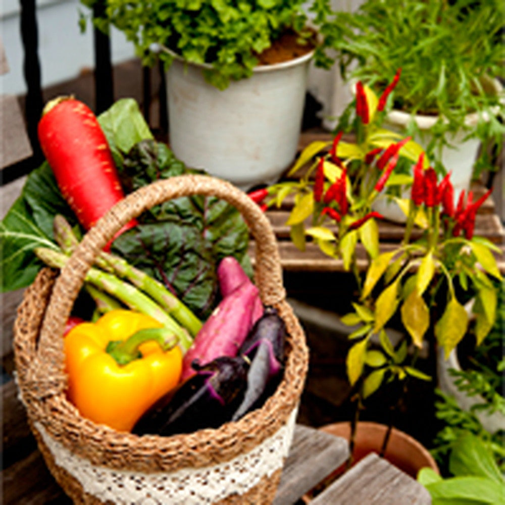 ベジターレ　コーディアル　2種飲み比べ(瀬戸内レモン、葡萄カシスジンジャー)